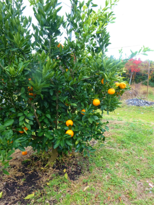 221205りんご園の柑橘