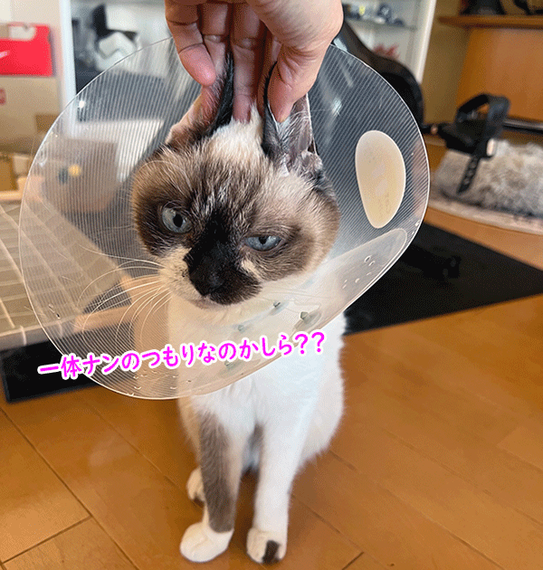 芸が無いから２