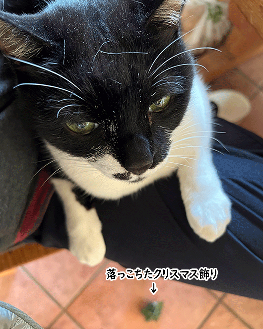 バチ５