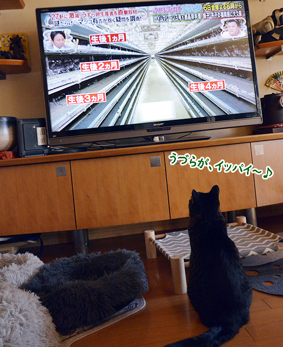 テレビっ子２