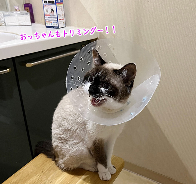 トリミング２